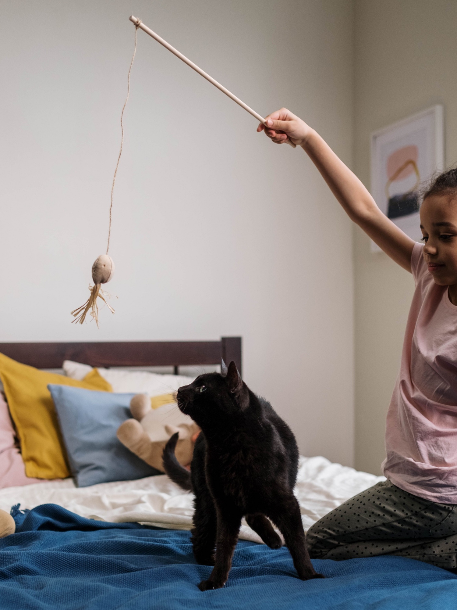 Toys & Enrichment