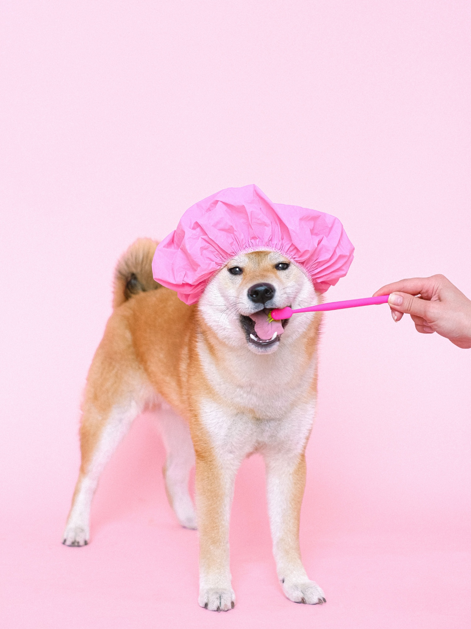 Grooming & Hygiene